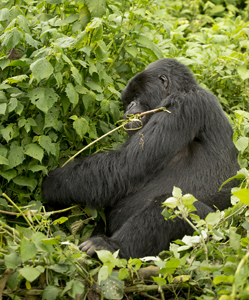 gorilla